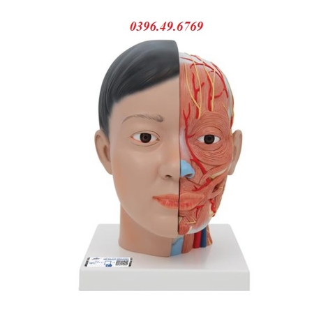 MÔ HÌNH GIẢI PHẪU CƠ ĐẦU MẶT CỔ GỒM 4 PHẦN 1000215 [C06] 3B