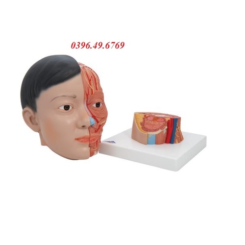 MÔ HÌNH GIẢI PHẪU CƠ ĐẦU MẶT CỔ GỒM 4 PHẦN 1000215 [C06] 3B