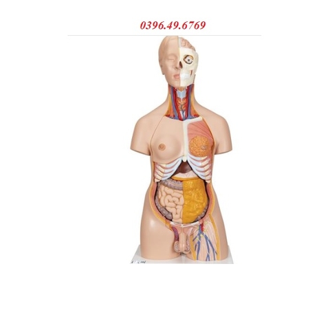 MÔ HÌNH GIẢI PHẪU BÁN THÂN LƯỠNG TÍNH 20 PHẦN MODEL 1000197 [B32] 3B SCIENTIFIC ĐỨC