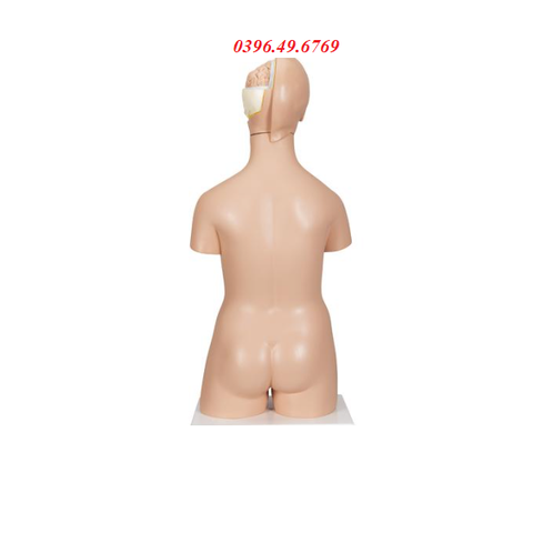 MÔ HÌNH GIẢI PHẪU BÁN THÂN LƯỠNG TÍNH 20 PHẦN MODEL 1000197 [B32] 3B SCIENTIFIC ĐỨC