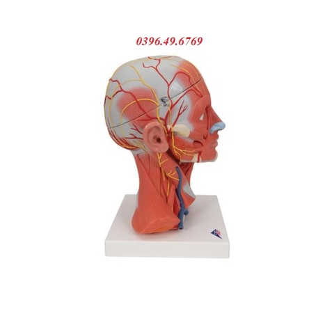 MÔ HÌNH GIẢI PHẪU CƠ ĐẦU MẶT CỔ 5 PHẦN MODEL 1000214 [C05] 3B SCIENTIFIC ĐỨC