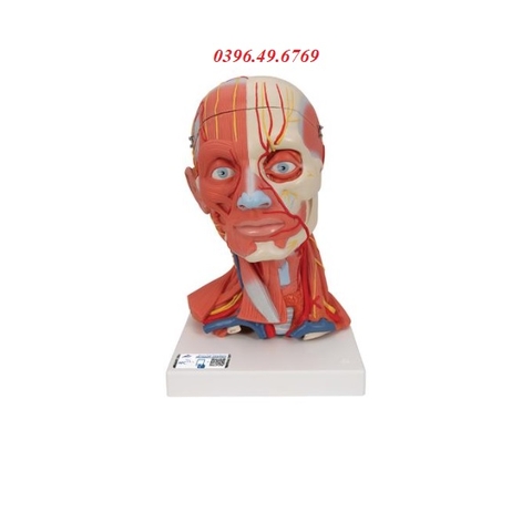 MÔ HÌNH GIẢI PHẪU CƠ ĐẦU MẶT CỔ 5 PHẦN MODEL 1000214 [C05] 3B SCIENTIFIC ĐỨC