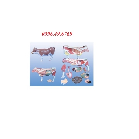 MÔ HÌNH GIẢI PHẪU CƠ THỂ BÒ SMRL10