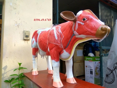 MÔ HÌNH GIẢI PHẪU CƠ THỂ BÒ SMRL10