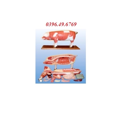 MÔ HÌNH GIẢI PHẪU CƠ THỂ LỢN SMRL20