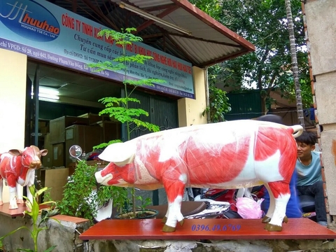MÔ HÌNH GIẢI PHẪU CƠ THỂ LỢN SMRL20