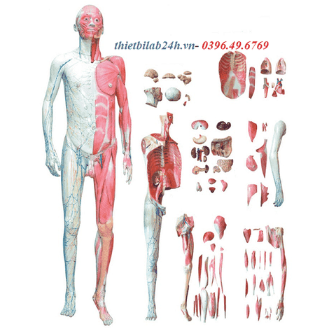 Mô hình giải phẫu cơ thể người 170cm- Mô hình giải phẫu toàn thân- Mô hình cấu tạo cơ thể người 170cm