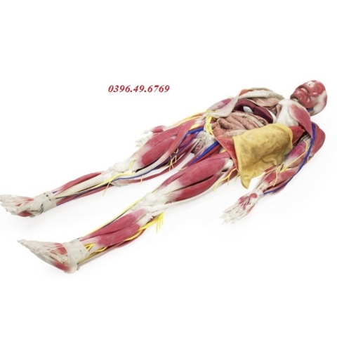 Mô hình giải phẫu SynDaver® Model 101200
