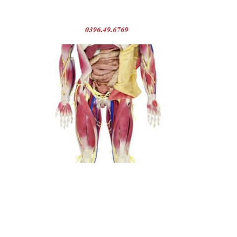Mô hình giải phẫu SynDaver® Model 101200