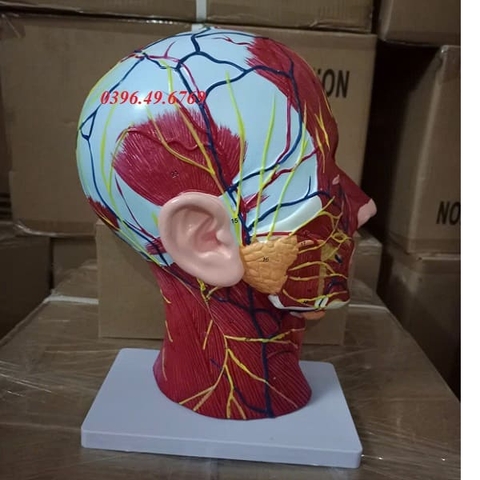 MÔ HÌNH GIẢI PHẪU CƠ ĐẦU CÓ MẠCH MÁU VÀ DÂY THẦN KINH