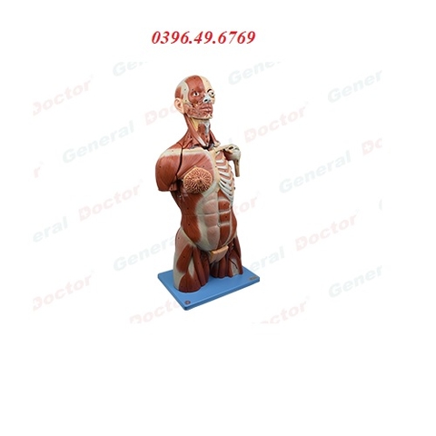 MÔ HÌNH GIẢI PHẪU HỆ CƠ BÁN THÂN MODEL GD/A10007 HONGLIAN