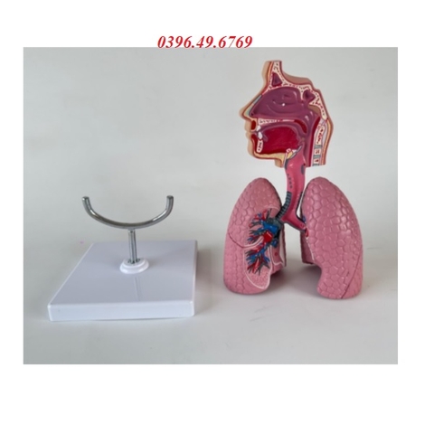 MÔ HÌNH GIẢI PHẪU HỆ HÔ HẤP NGƯỜI LOẠI CÓ ĐẾ
