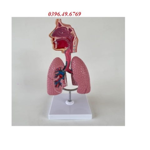 MÔ HÌNH GIẢI PHẪU HỆ HÔ HẤP NGƯỜI LOẠI CÓ ĐẾ