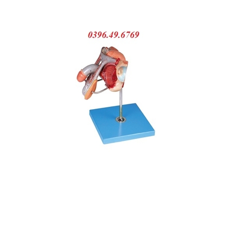 MÔ HÌNH GIẢI PHẪU HỆ SINH DỤC NAM GD/A15102
