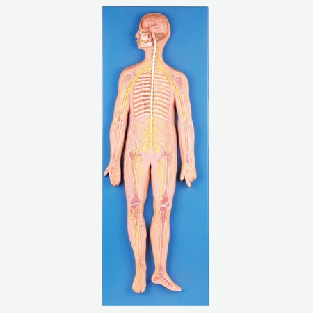 MÔ HÌNH GIẢI PHẪU HỆ THẦN KINH Ở NGƯỜI GD/A18101