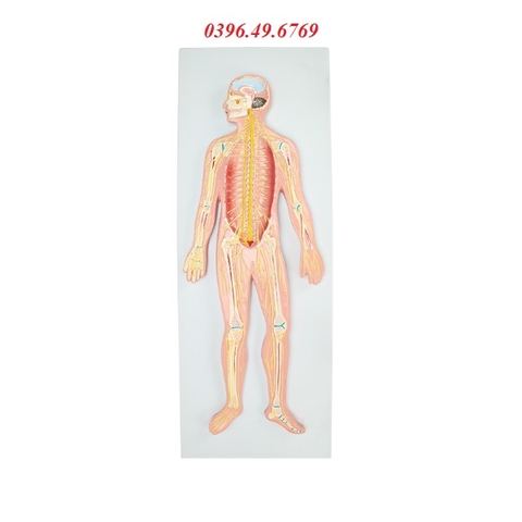 MÔ HÌNH GIẢI PHẪU HỆ THẦN KINH