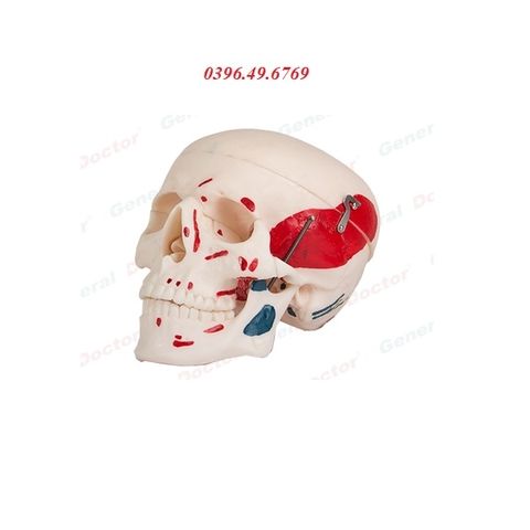 MÔ HÌNH GIẢI PHẪU HỘP SỌ MODEL GD/A11111/2