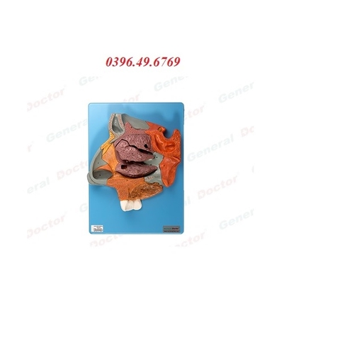 MÔ HÌNH MẶT CẮT DỌC GIỮA KHOANG MŨI GD/A13002