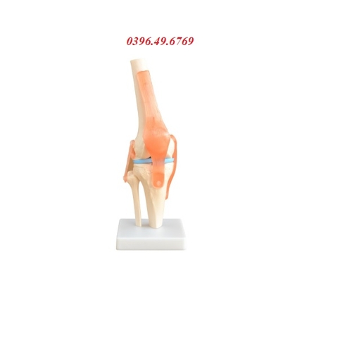 MÔ HÌNH GIẢI PHẪU XƯƠNG KHỚP GỐI CÓ DÂY CHẰNG