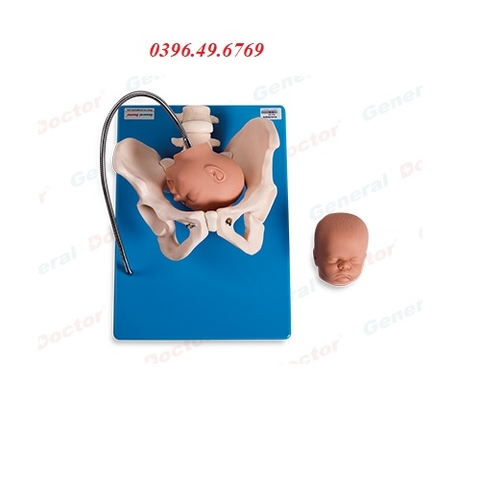 MÔ HÌNH GIẢI PHẪU KHUNG CHẬU VỚI ĐẦU THAI NHI MODEL GD/F23