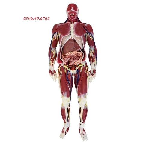Mô hình giải phẫu người G3 Silicone 102001 hãng SynDaver