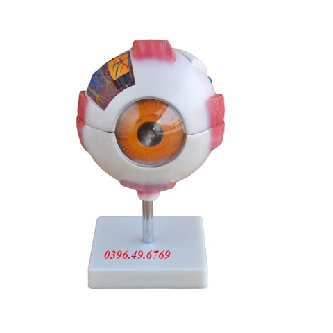 MÔ HÌNH GIẢI PHẪU MẮT/ MÔ HÌNH NHÃN CẦU MẮT PHÓNG ĐẠI 6 LẦN GIÁ RẺ