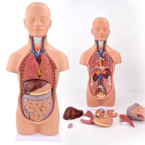 Mô hình giải phẫu nội tạng cơ thể người- Mô hình trung tính