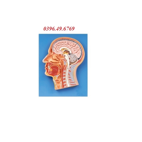 MÔ HÌNH GIẢI PHẪU NỬA ĐẦU BỔ DỌC GD/A18202