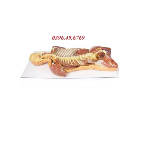 MÔ HÌNH GIẢI PHẪU 3D CƠ XƯƠNG- MẠCH MÁU- DÂY THẦN KINH MP1410 ERLER ZIMMER