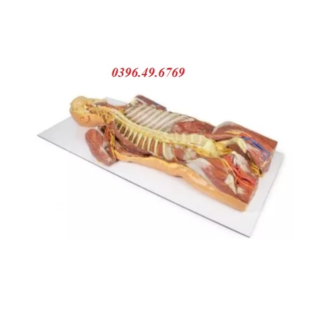 MÔ HÌNH GIẢI PHẪU 3D CƠ XƯƠNG- MẠCH MÁU- DÂY THẦN KINH MP1410 ERLER ZIMMER
