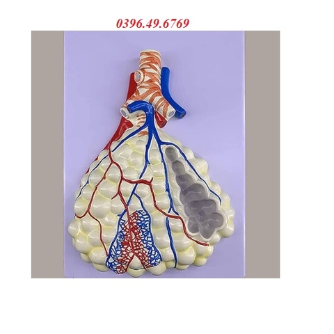 MÔ HÌNH GIẢI PHẪU HỆ HÔ HẤP VÀ TÚI PHẾ NANG