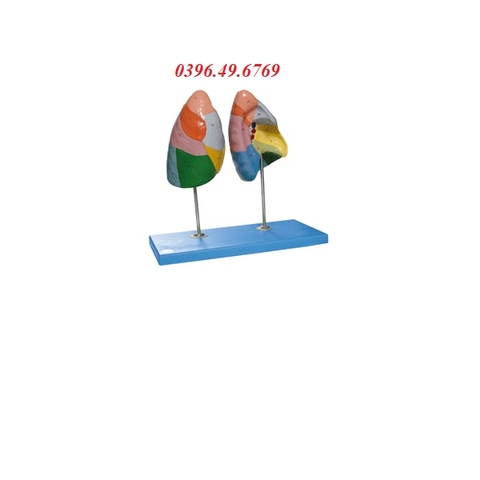 MÔ HÌNH GIẢI PHẪU PHỔI 2 PHẦN GD/A13010