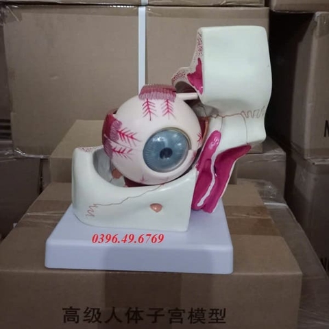 MÔ HÌNH GIẢI PHẪU MẮT/ MÔ HÌNH QUỸ ĐẠO MẮT