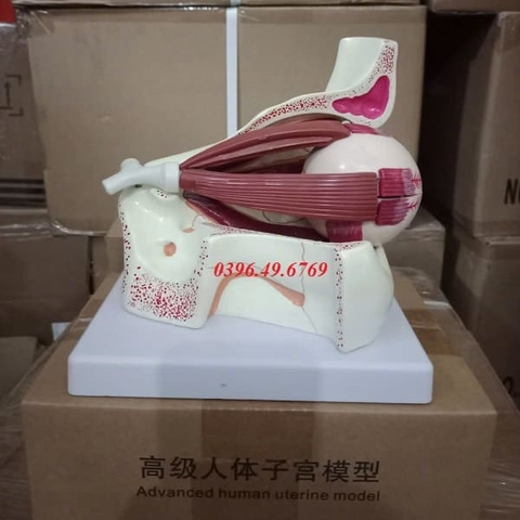 MÔ HÌNH GIẢI PHẪU MẮT/ MÔ HÌNH QUỸ ĐẠO MẮT