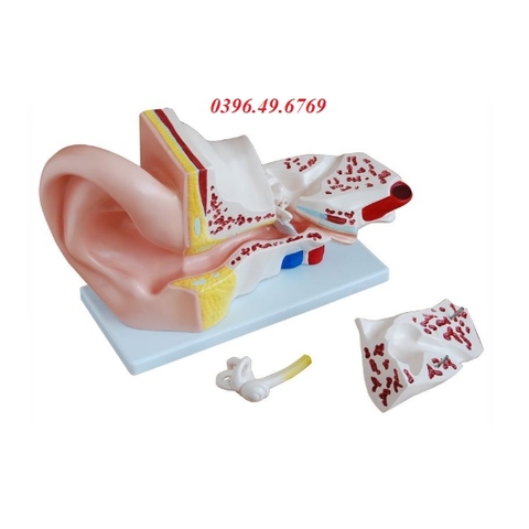 MÔ HÌNH GIẢI PHẪU TAI PHÓNG ĐẠI GẤP 5 LẦN KÍCH THƯỚC THẬT THÁO RỜI 4 PHẦN