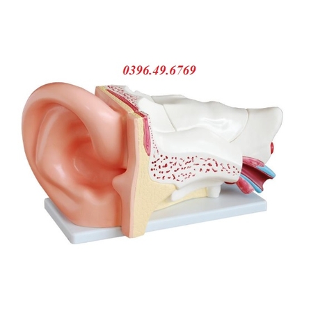 MÔ HÌNH GIẢI PHẪU TAI PHÓNG ĐẠI 5 LẦN 6 PHẦN THÁO RỜI