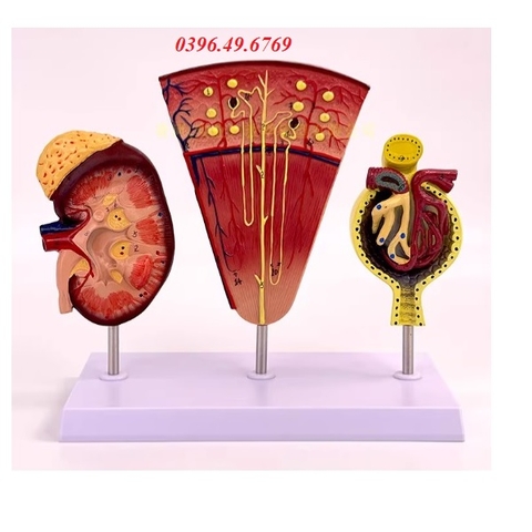 MÔ HÌNH GIẢI PHẪU CẤU TRÚC THẬN VÀ CẦU THẬN