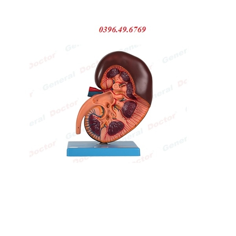 MÔ HÌNH GIẢI PHẪU THẬN MODEL GD/A14005