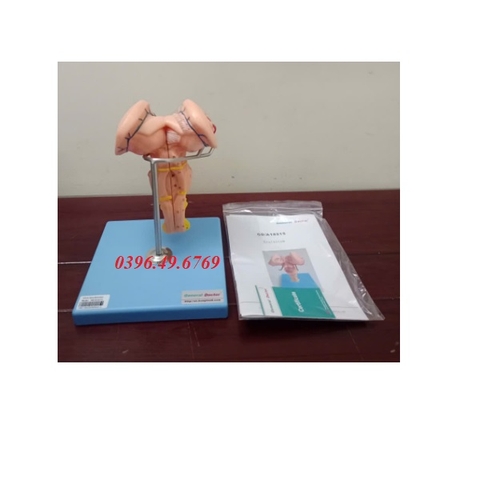 MÔ HÌNH GIẢI PHẪU THÂN NÃO MODEL GD/A18215