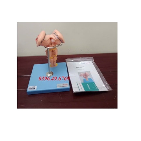 MÔ HÌNH GIẢI PHẪU THÂN NÃO MODEL GD/A18215