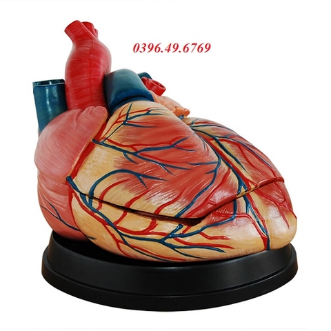 MÔ HÌNH GIẢI PHẪU TIM PHÓNG ĐẠI 4 LẦN THÁO RỜI 3 PHẦN GIÁ RẺ NHẤT