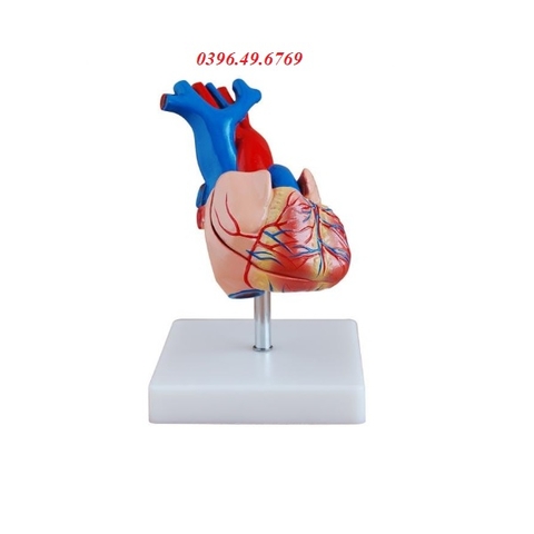 MÔ HÌNH GIẢI PHẪU TIM TỶ LỆ 1/1