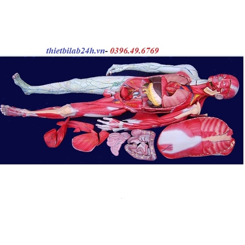 Mô hình giải phẫu cơ thể người 170cm- Mô hình giải phẫu toàn thân- Mô hình cấu tạo cơ thể người 170cm