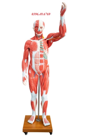 MÔ HÌNH GIẢI PHẪU TOÀN THÂN KÍCH THƯỚC THẬT HC-339
