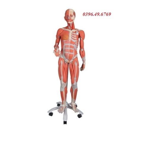 MÔ HÌNH HỆ CƠ TOÀN THÂN NỮ GIỚI 1013882 HÃNG 3B SCIENTIFIC