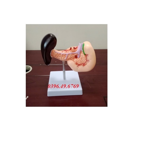 MÔ HÌNH GIẢI PHẪU TUYẾN TUỴ LÁ LÁCH VÀ TÁ TRÀNG