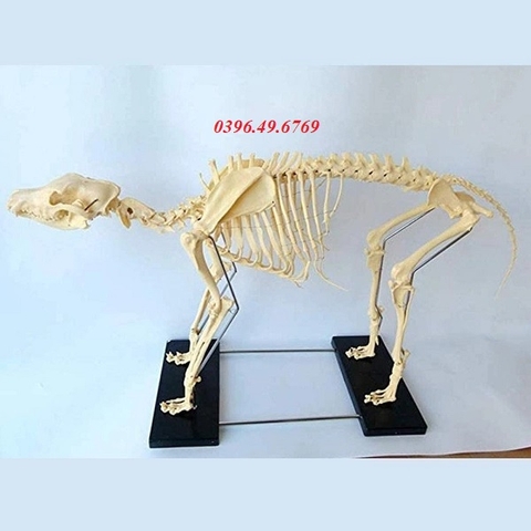 MÔ HÌNH GIẢI PHẪU BỘ XƯƠNG CHÓ CHẤT LIỆU CAO CẤP