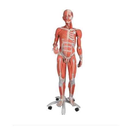 MÔ HÌNH HỆ CƠ TOÀN THÂN 45 PHẦN 1013881 3B SCIENTIFIC