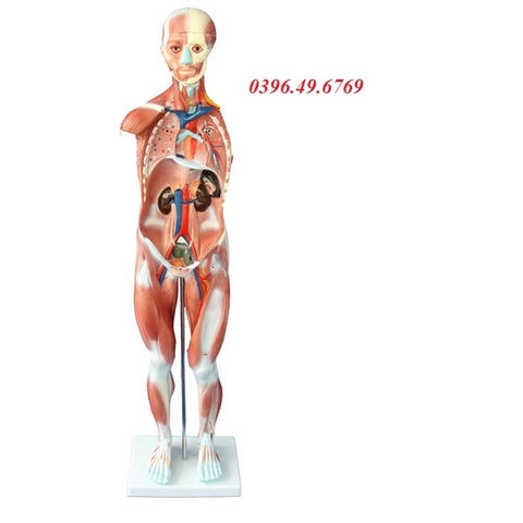 MÔ HÌNH HỆ CƠ TOÀN THÂN KÍCH THƯỚC 80CM 27 PHẦN THÁO RỜI