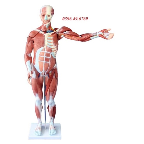 MÔ HÌNH HỆ CƠ TOÀN THÂN KÍCH THƯỚC 80CM 27 PHẦN THÁO RỜI